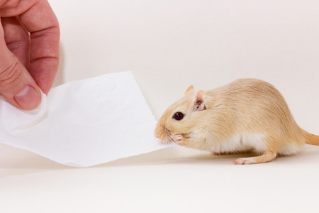 Fluffy cute rodent - gerbil on neutral backgroundの写真素材