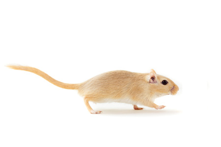 Fluffy cute rodent - gerbil on neutral backgroundの写真素材