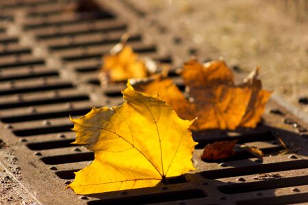 Beautiful background capture of fallen leaves in rim lightの写真素材
