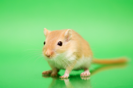 Fluffy cute rodent - gerbil on green  backgroundの写真素材