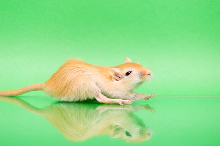 Fluffy cute rodent - gerbil on green  backgroundの写真素材