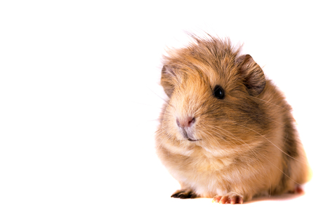 Fluffy cute rodent - guinea pig on neutral backgroundの写真素材