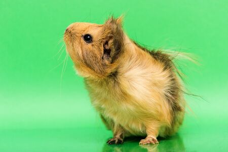 Fluffy cute rodent - guinea pig on green backgroundの写真素材