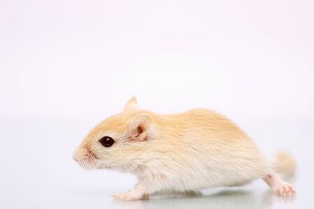 Fluffy cute rodent - gerbil on white  backgroundの写真素材