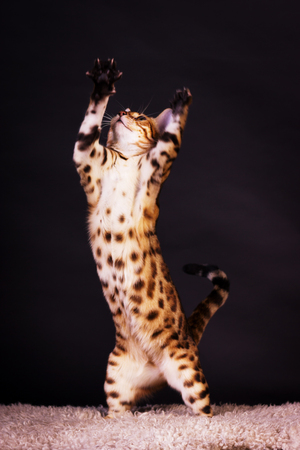 Young bengal cat in action on black backgroundの写真素材