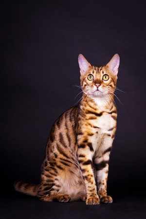 Young bengal cat in action on black backgroundの写真素材