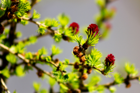 Young green needles and red cones of larch at blurred gray background in garden at sunny dayの写真素材