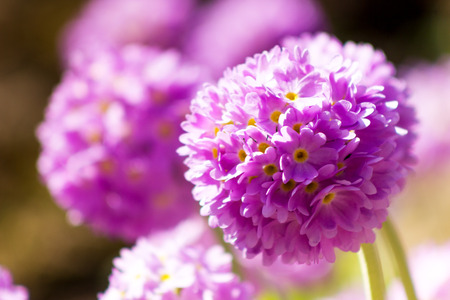 Pink decorative onion at blurred green background in garden at sunny dayの写真素材