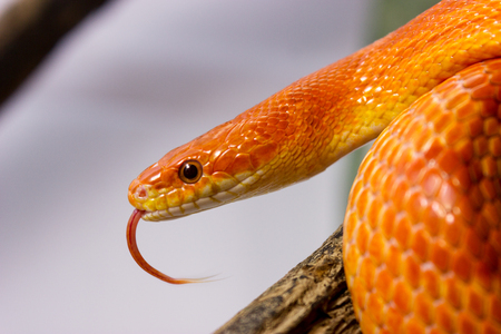 Orange corn snake crawling on a branch and sticking out it`s tongueの写真素材