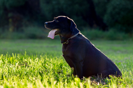 Black labrador retriever execute the command sit on blurred green background in rim light