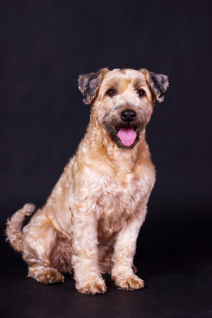 One irish soft coated wheaten terrier looking forward on black background at studioの写真素材