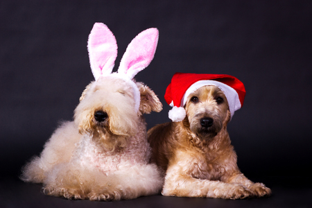 Two irish soft coated wheaten terrier in santa claus cap looking forward on black background at studioの写真素材