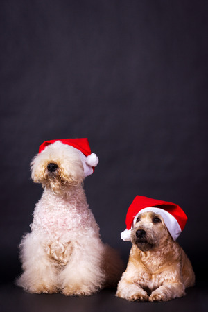 Two irish soft coated wheaten terrier in santa claus cap looking forward on black background at studioの写真素材