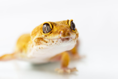 Orange leopard gecko walking and looking at you on white backgroundの写真素材