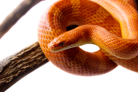 Orange corn snake crawling on a branch and looking forward on white backgroundの写真素材