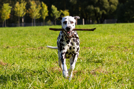 Young dalmatian running with stick at its mouth and looking at camera Young dalmatian running with stick at its mouth and looking at camera