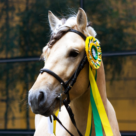 Norvegian fjord male in bridle staying outdoorの写真素材