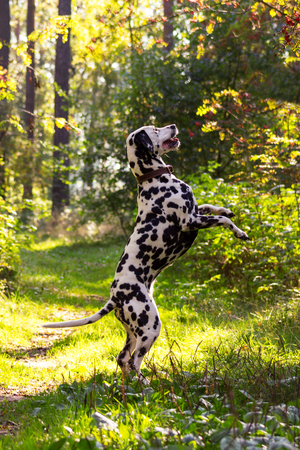Young dalmatian stand on back paws and dance in forest at sunny dayの写真素材