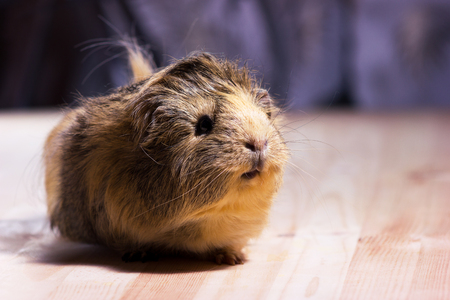 Fluffy cute rodent - guinea pig on neutral backgroundの写真素材