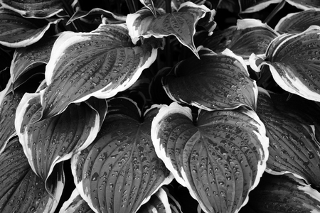 Drops of water on leaves of hosta in summerの写真素材
