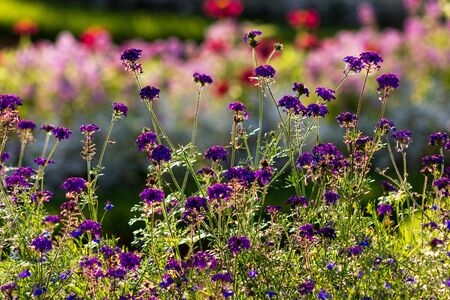 Beautiful flowers blossom, selective focus and blurred backgroundの写真素材