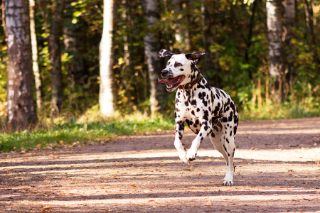 Young dalmatian running and looking forward at sunny dayの写真素材