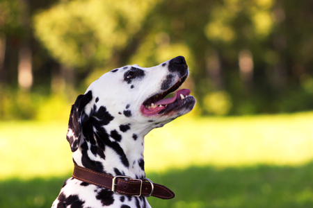 Young dalmatian lies on grass and looking forward at sunny dayの写真素材