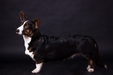 Welsh Corgi Cardigan looking forward on black background at studioの写真素材