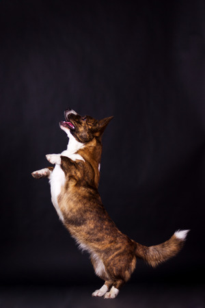 Welsh Corgi Cardigan jumping on black background at studioの写真素材