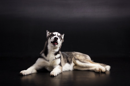 Black and white siberian husky looks aside and smiles on black background at studioの写真素材