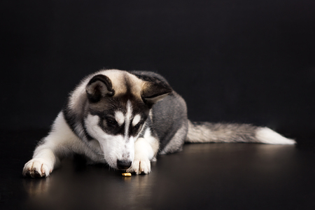 Black and white siberian husky looks at cookie and smiles on black background at studioの写真素材