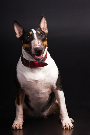 Black and tan with white bullterrier looks aside and smiles on black background at studioの写真素材