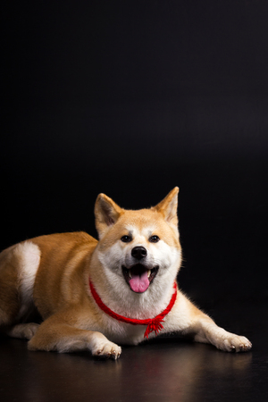 Akita inu (japanese akita) looking forward on black background at studioの写真素材