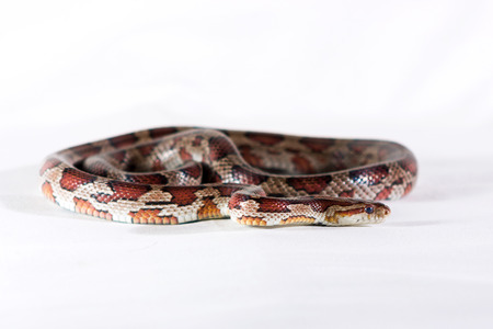 Corn snake crawling and looking forward on white background