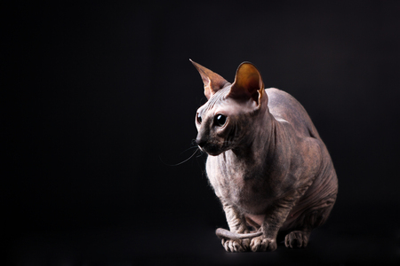 Graceful tortoise (torty) donskoy cat in studio on black backgroundの写真素材