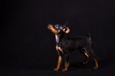 Small black zwergpinscher puppy in studio on black backgroundの写真素材