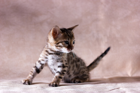 Graceful leopard bengal kitten indoor on beige fabric backgroundの写真素材