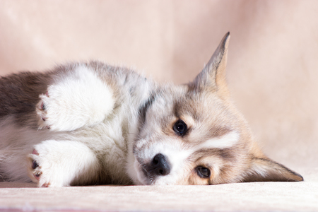 Red welsh corgi cardigan puppy indoor on blurred backgroundの写真素材