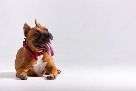 Red american staffordshire terrier indoor on blurred neutral white backgroundの写真素材