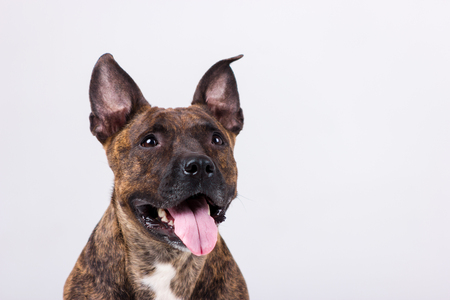 Tiger american staffordshire terrier indoor on white backgroundの写真素材