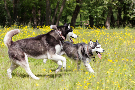 Black and white siberian husky run and play in flowersの写真素材