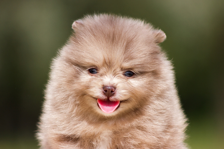 Chocolate merle pomeranian puppy sit on table outdoorの写真素材