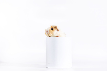 Adorable guinea pig female isolated on white backgroundの写真素材