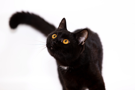 Adorable black cat male isolated on white backgroundの写真素材