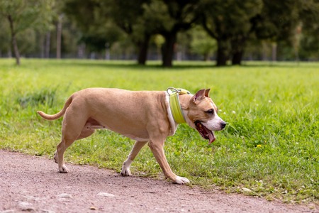 Red and white american staffordshire terrier with cropped ears walks outdoor at summer