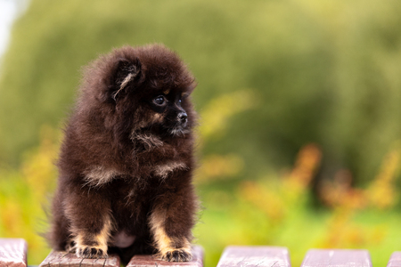 Black and tan pomeranian puppy walks outdoor at parkの写真素材