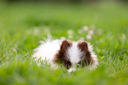 White and chocolate pomeranian puppy walks outdoor at parkの写真素材