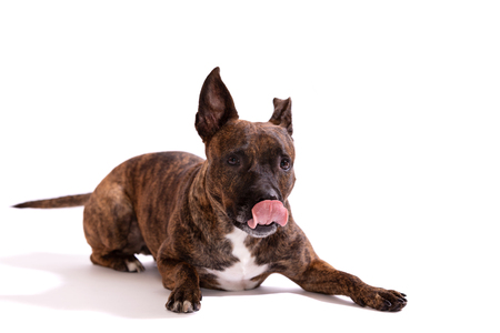 Adorable tiger dog isolated on white backgroundの写真素材