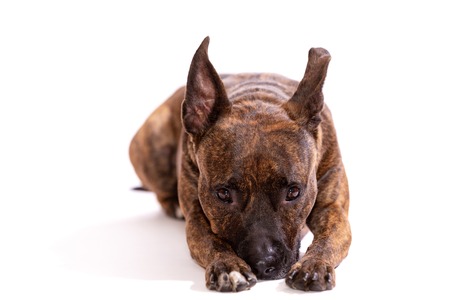 Sad tiger american staffordshire terrier with big not cropped ears downs and looks forward isolated...
