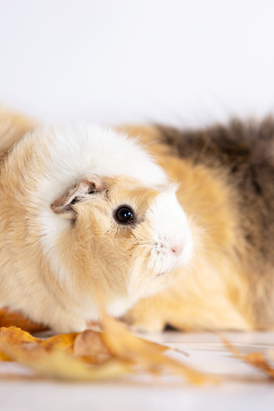 Adorable guinea pigs females isolated on white backgroundの写真素材